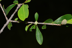 Erythroxylum monogynum