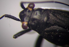 Anapus freyi