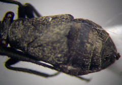 Anapus freyi