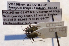 Anapus freyi