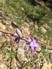 Thelymitra peniculata