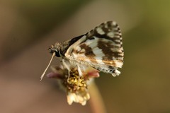 Ernsta dromus