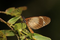 Acraea esebria