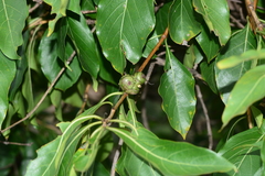 Morinda pubescens