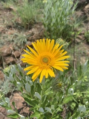 Berkheya nivea