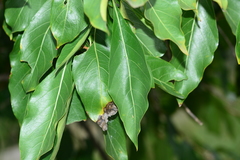 Morinda pubescens
