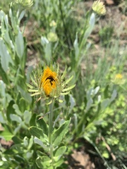 Berkheya nivea