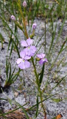 Isotoma hypocrateriformis