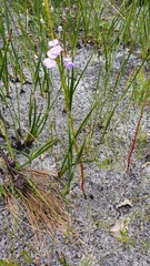 Isotoma hypocrateriformis