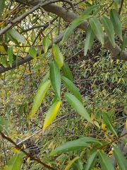 Salix