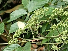 Gandaca harina distanti