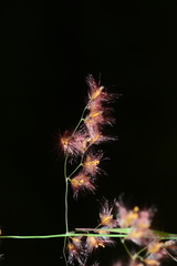 Melinis repens grandiflora