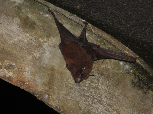 Trinidad Dog-like Bat