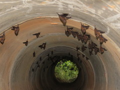 Peropteryx trinitatis