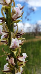 Prasophyllum fimbria