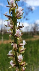 Prasophyllum fimbria