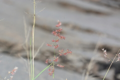 Melinis repens grandiflora