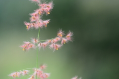 Melinis repens grandiflora