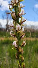 Prasophyllum fimbria