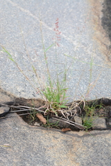 Melinis repens grandiflora