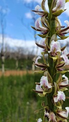 Prasophyllum fimbria