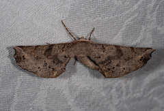 Parepisparis excusata