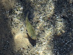 Cyprinodon nevadensis