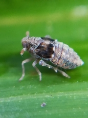 Megamelodes quadrimaculatus