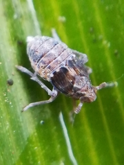 Megamelodes quadrimaculatus