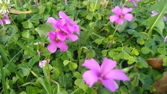 Oxalis hispidula
