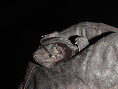 Black Mastiff Bat