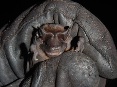 Molossus molossus