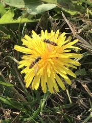 Episyrphus balteatus