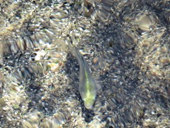 Cyprinodon nevadensis