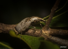 Ancylotropis waterhousei