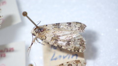 Bryophila domestica