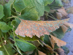 Coleosporium campanulae