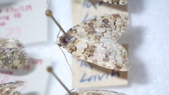 Bryophila domestica