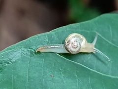 Helicarion perfragilis