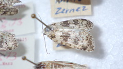 Bryophila domestica