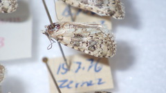Bryophila domestica