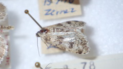 Bryophila domestica