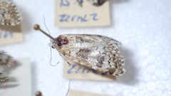 Bryophila domestica