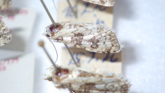 Bryophila domestica
