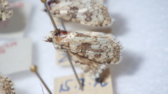 Bryophila domestica