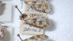 Bryophila domestica