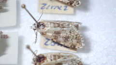 Bryophila domestica