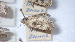 Bryophila domestica