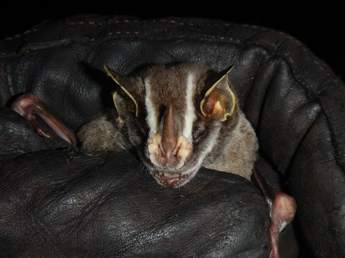 Tent-making Bat