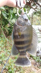 Heterotilapia buettikoferi